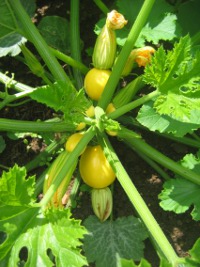 Close up allotment plant