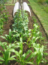 Close up of Allotment